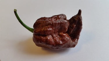 Trinidad Chocolate Scorpion - Seeds - The Pepper Pantry (Formerly Marie Sharp's)